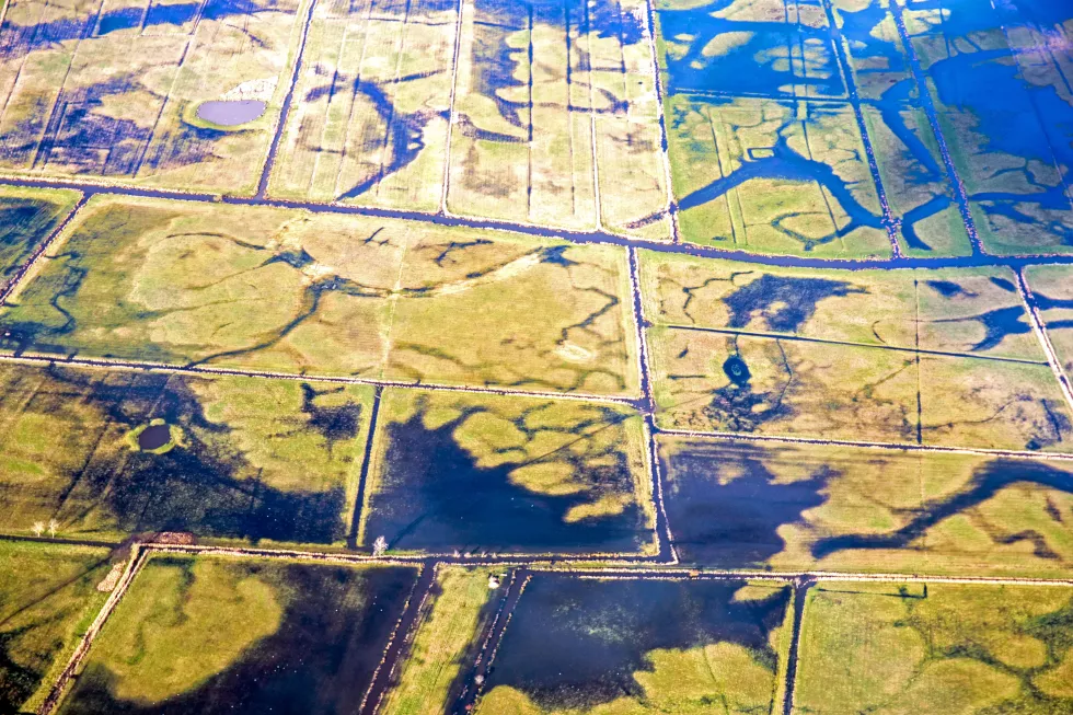 full-frame-shot-rice-paddy
