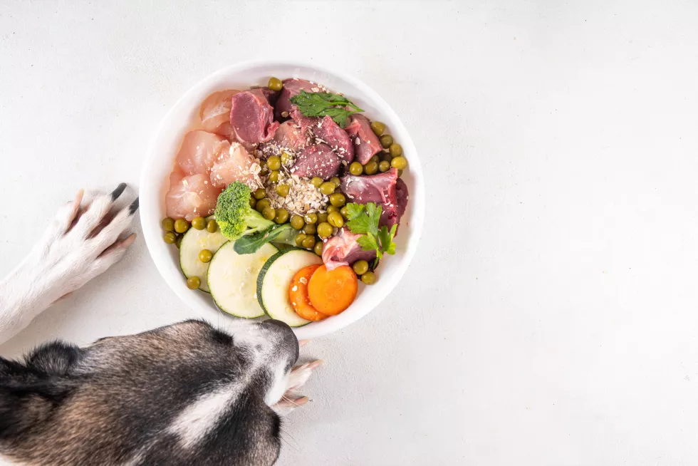 barf-food-healthy-bowl-domestic-pets-background