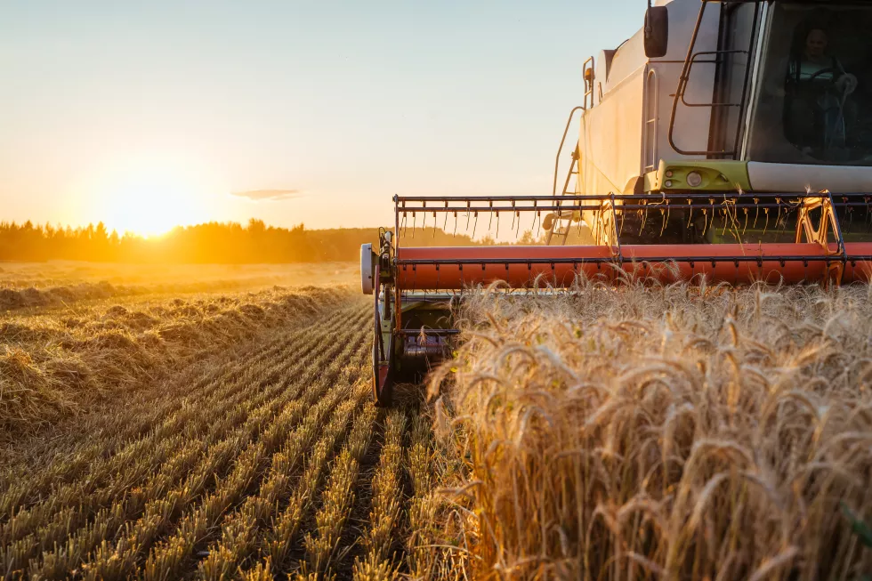 combine-harvester-harvests-ripe-wheat-ripe-ears-gold-field-sunset-cloudy-orange-sky-background-concept-rich-harvest-agriculture-image