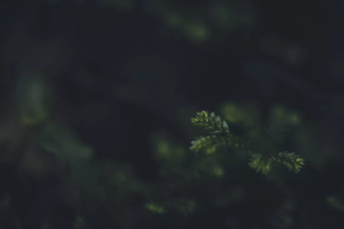 rafael-rodrigues-VBnLt4-O23A-unsplash
