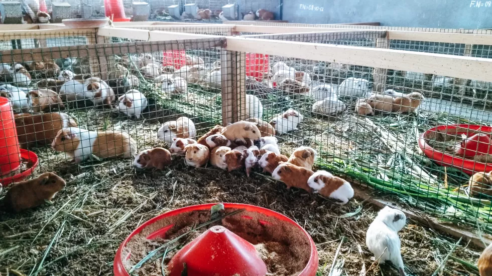 Chód i hodowla zwierząt amatorskich