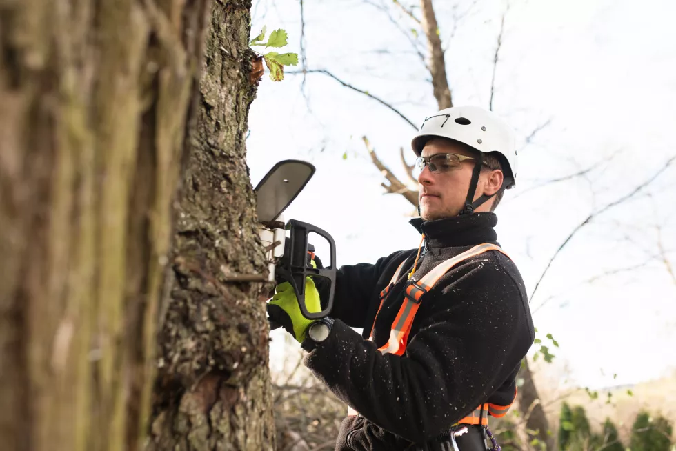 lumberjack-with-chainsaw-harness-pruning-tree-arborist-cuting-tree-branches