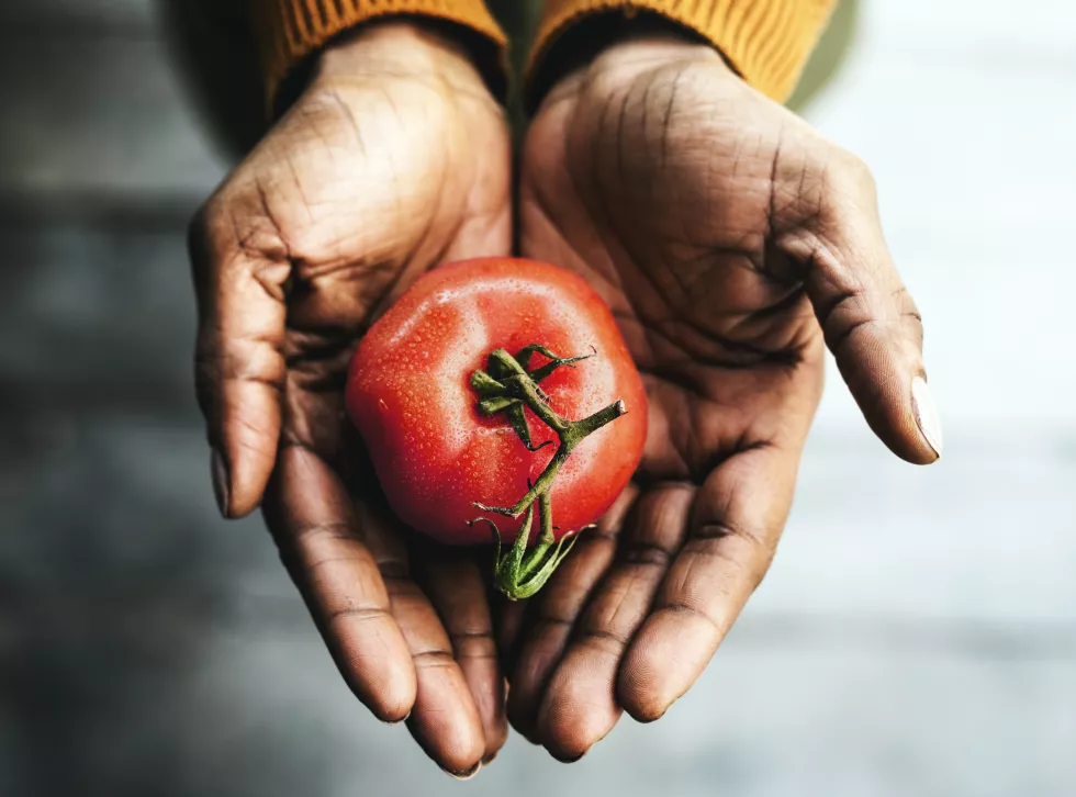 tomato
