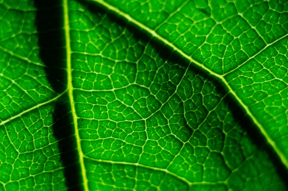 stepan-ivanov-QRBm74S3IN4-unsplash