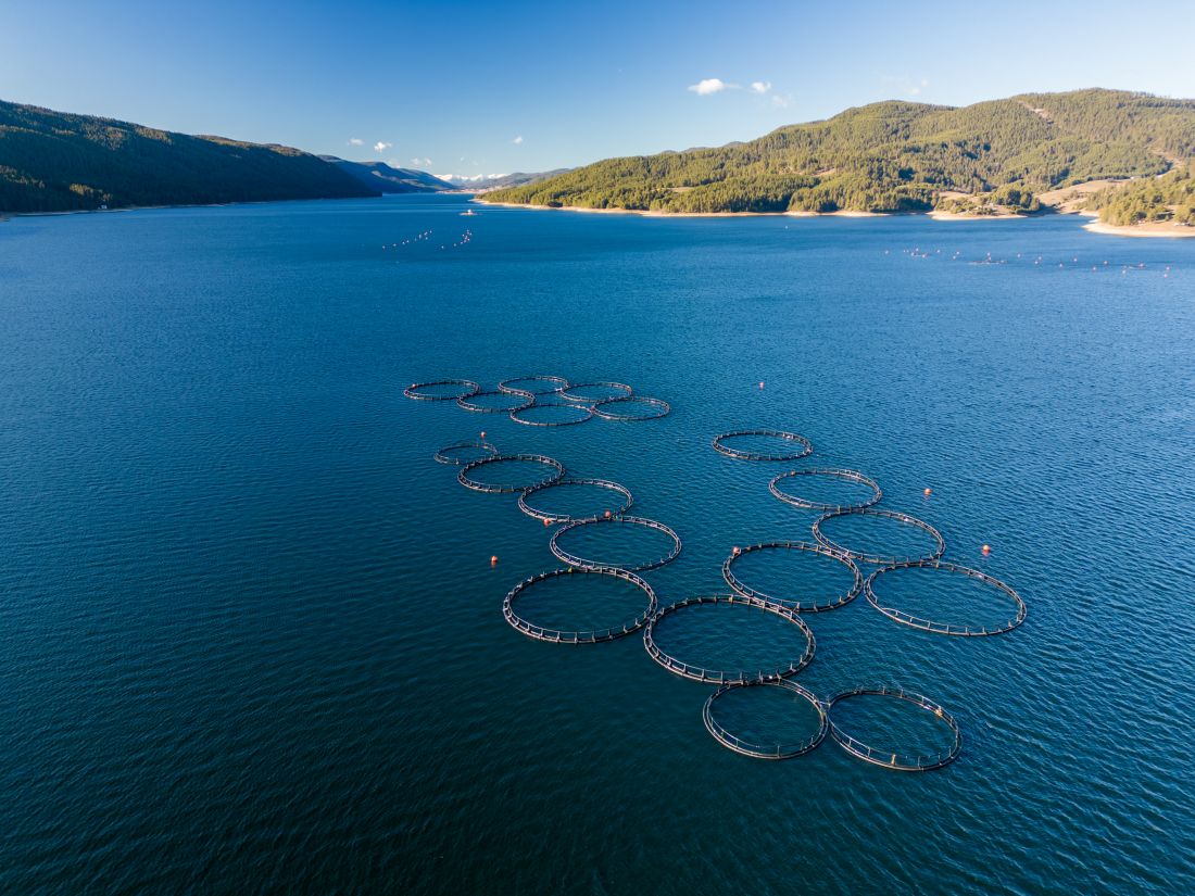 Akwakultura – biznes i technologia studies