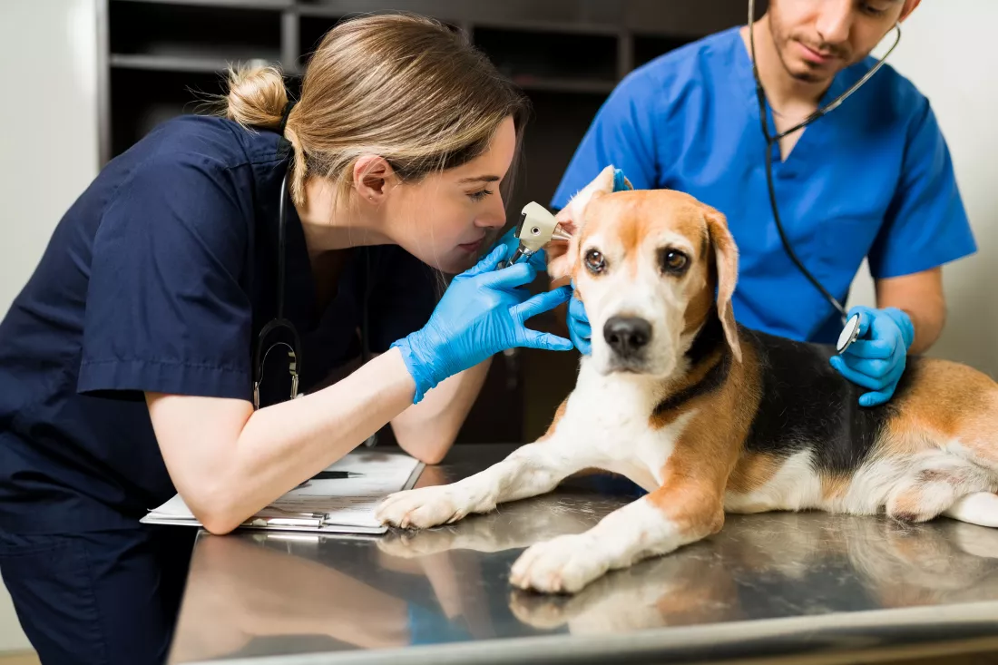 female-vet-using-otoscope-examine-ear-beautiful-beagle-dog-sick-cute-pet-sitting-examination-table-animal-clinic