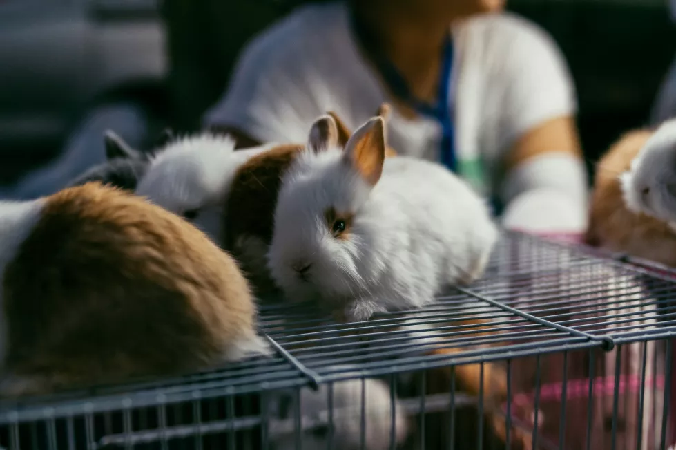 wu-yi-eXBKJgefOVs-unsplash