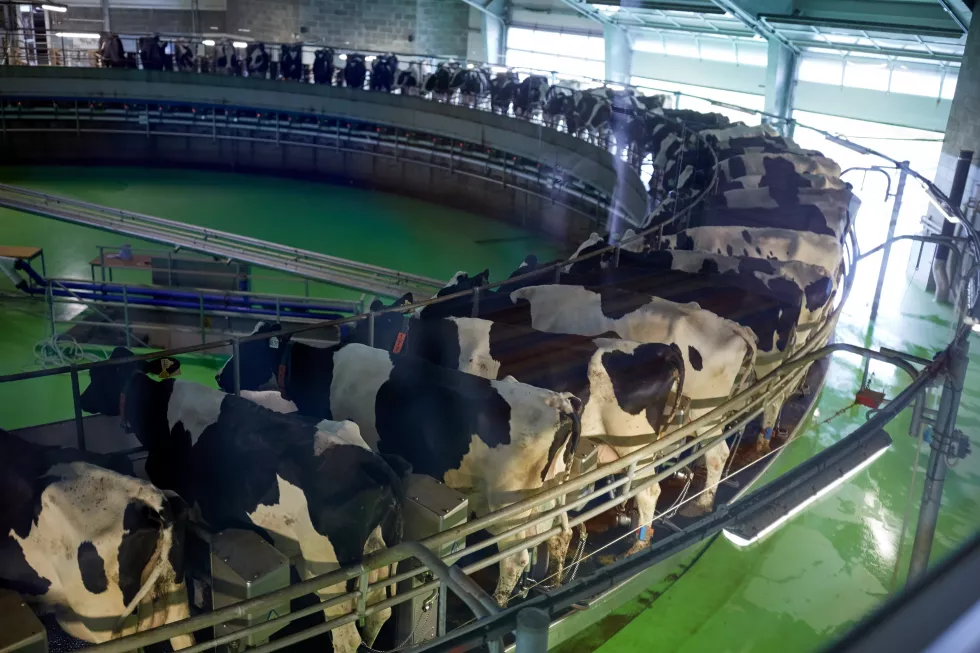 agriculture-industry-farming-animal-husbandry-concept-process-milking-cows-rotary-parlour-system-dairy-farm