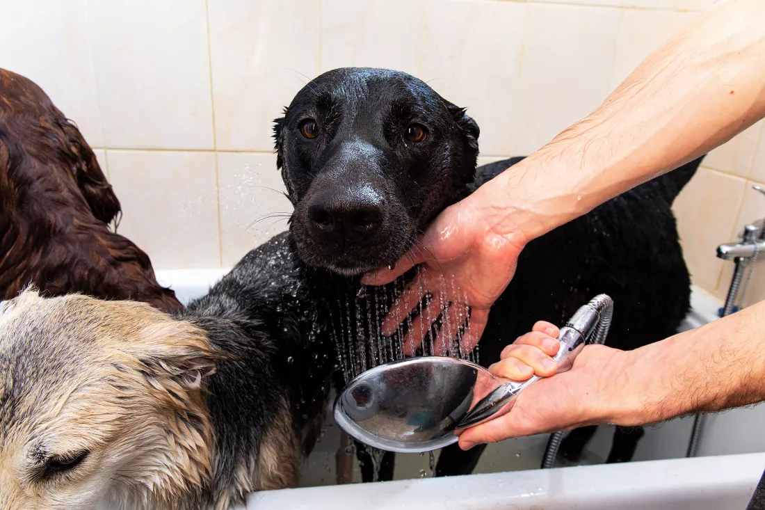 midsection-woman-with-dog-home