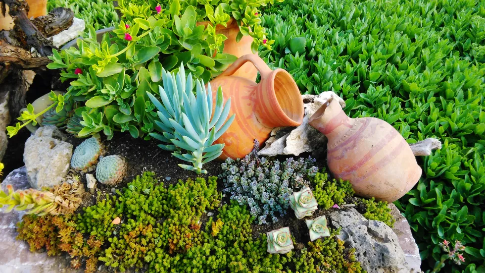 plants-growing-garden