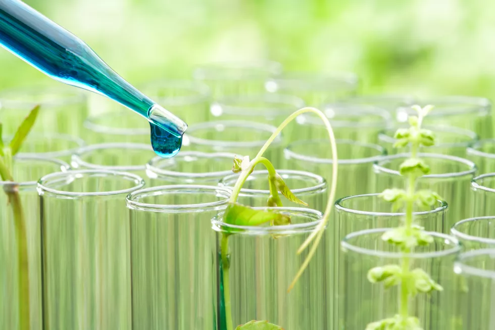 close-up-liquid-plant-test-tubes
