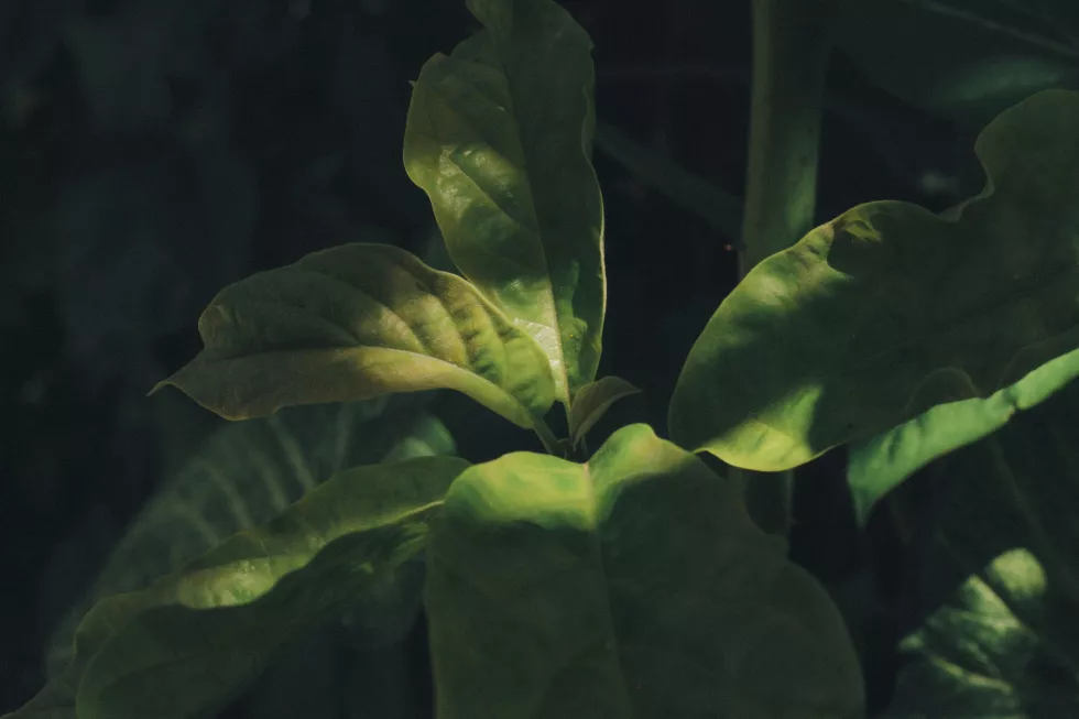 william-f-santos-J9oDqQ8-S-8-unsplash