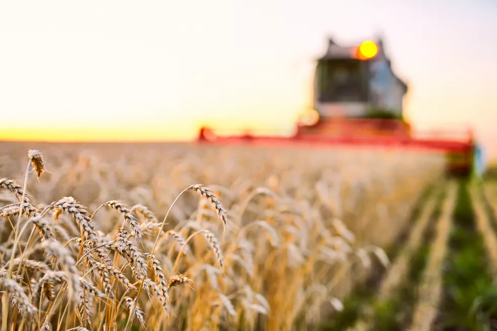 combine-harvester-harvests-ripe-wheat-ripe-ears-gold-field
