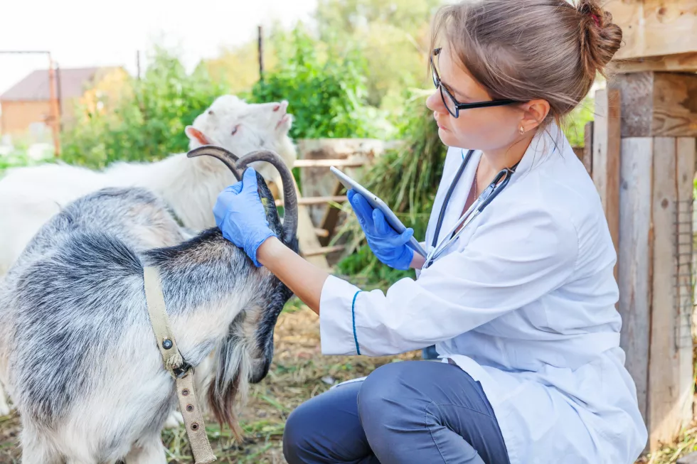 Profilaktyka zootechniczno-weterynaryjna w utrzymaniu zwierząt