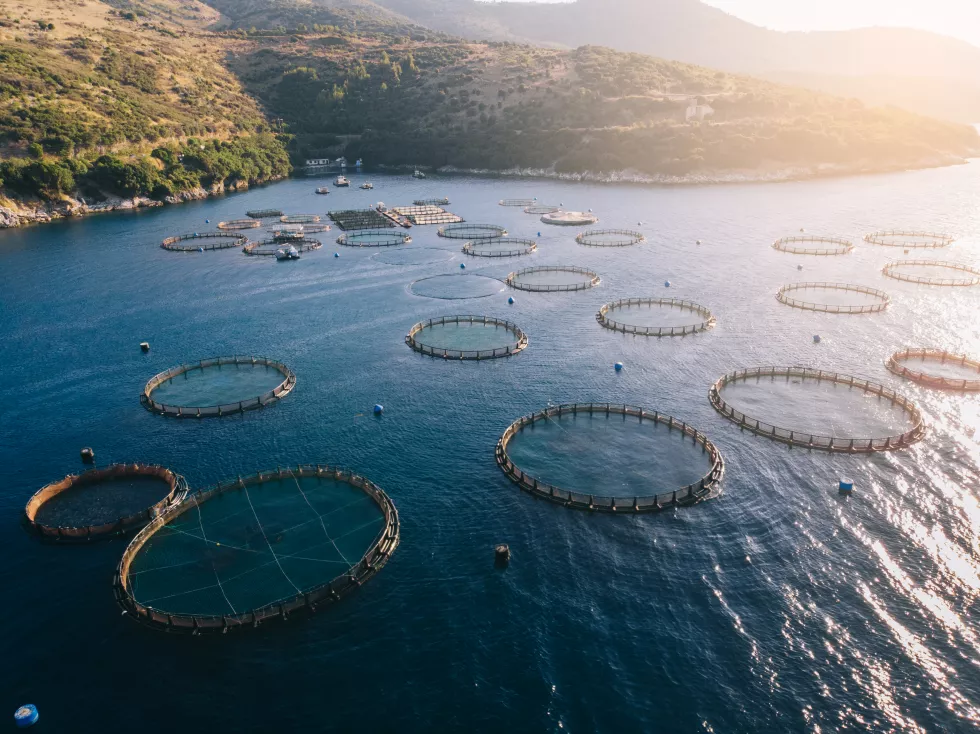 fish-farm-sea-bay
