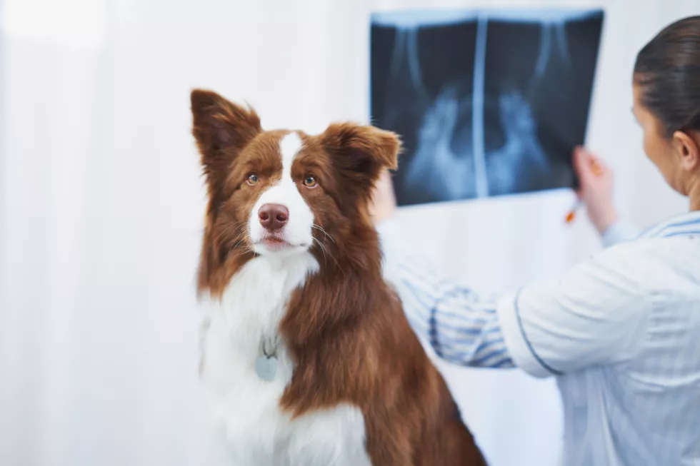 brown-border-collie-dog-visit-vet-high-quality-photo