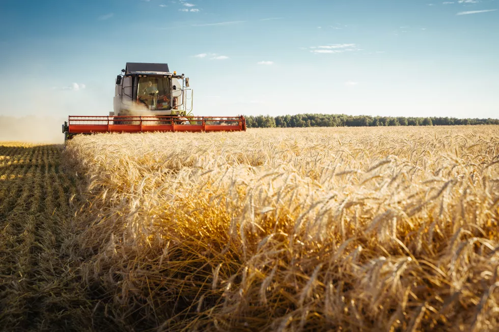 combine-harvester-harvests-ripe-wheat-ripe-ears-gold-field-sunset-cloudy-orange-sky-background-concept-rich-harvest-agriculture-image