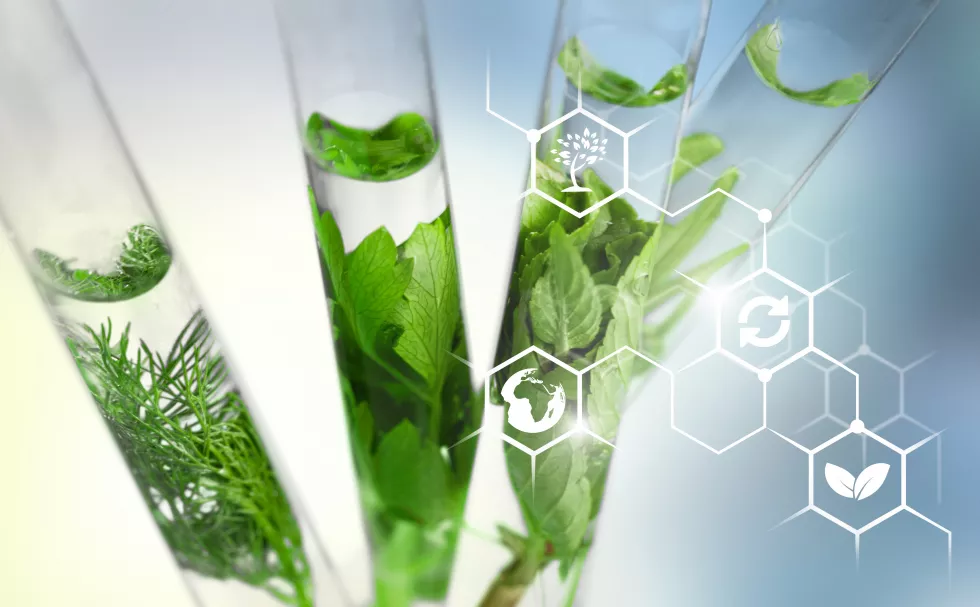 test-tubes-with-plants-holder-blurred-background(1)