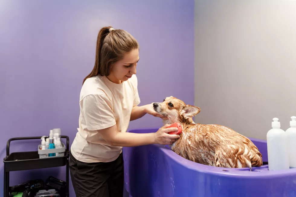 female-groomer-washing-corgi-dog-with-soap-foam