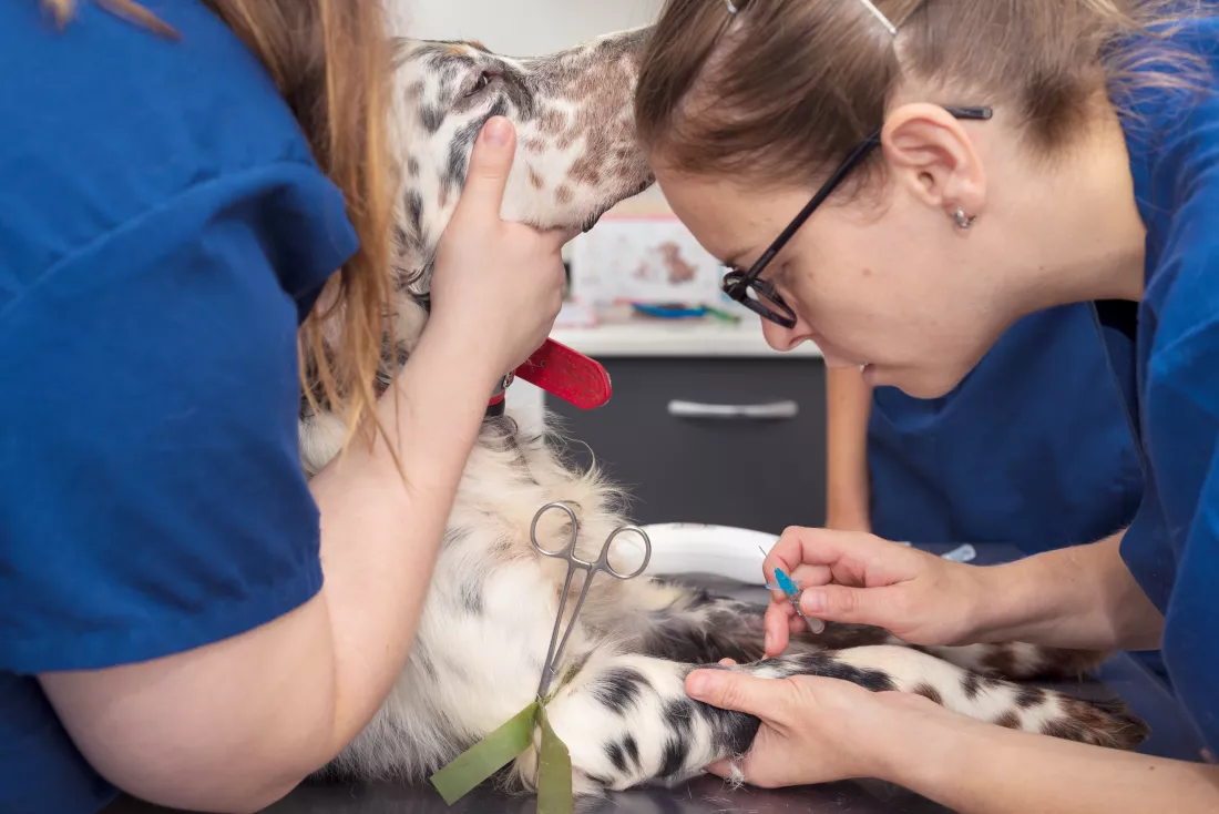 midsection-vets-treating-dog-table